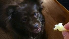 狗子吃瓜看吵架,趣味解读宠物视角下的社会现象