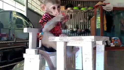 椅子上吃瓜事件,一场意外引发的社交风波